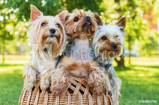 Picture of Yorkshire terriers sitting in the basket outdoors